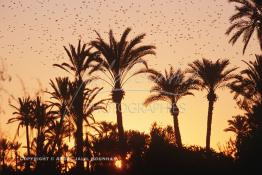 Image du Maroc Professionnelle de  un fabuleux coucher du soleil aux couleur jaune arrangé, avec un magnifique spectacle offert par des milliers d'oiseaux qui envahissent l’horizon au milieu des palmiers de la palmeraie de Marrakech, juste avant le développement de l'urbanisme de Marrakech, qui a impliqué un très vaste programme croissant de construction. Lundi 19 Août 1997. Youssef ben Tachfine des Almoravides avait crée cette vaste palmeraie sous forme d'oasis irriguée par un réseau de canalisations ancestral souterrain khettara, pour exploiter les nappes phréatiques locales. Ce havre de paix peut être visité en voiture, ou à dos de chameau. (Photo / Abdeljalil Bounhar) 